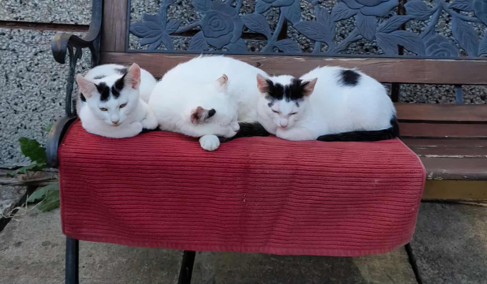 1768041536-ogloszenie-grzecznosciowe-kocurek-oraz-kotka-szukaja-nowego-domu