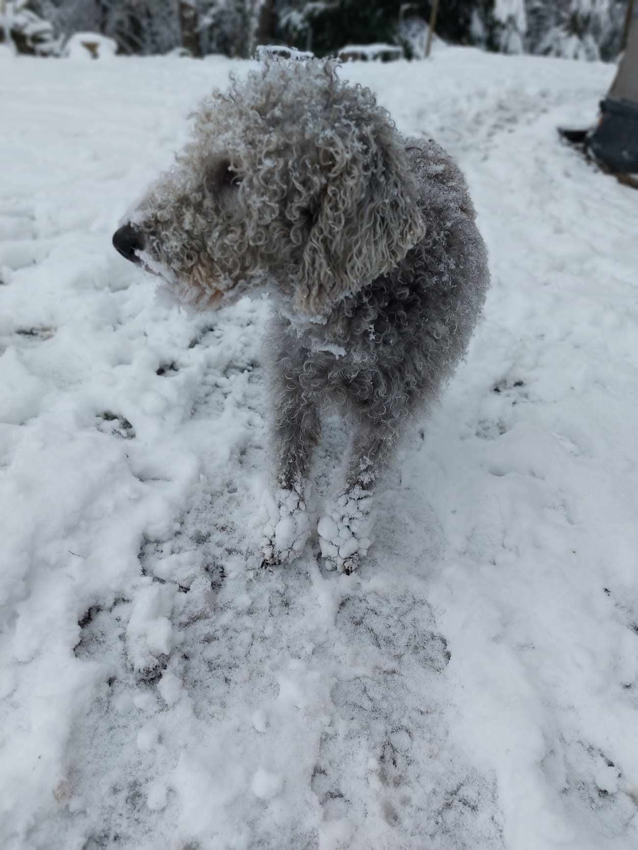 1739276217-stomatologia