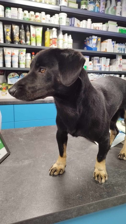 1739286607-szczepienia-ochronne