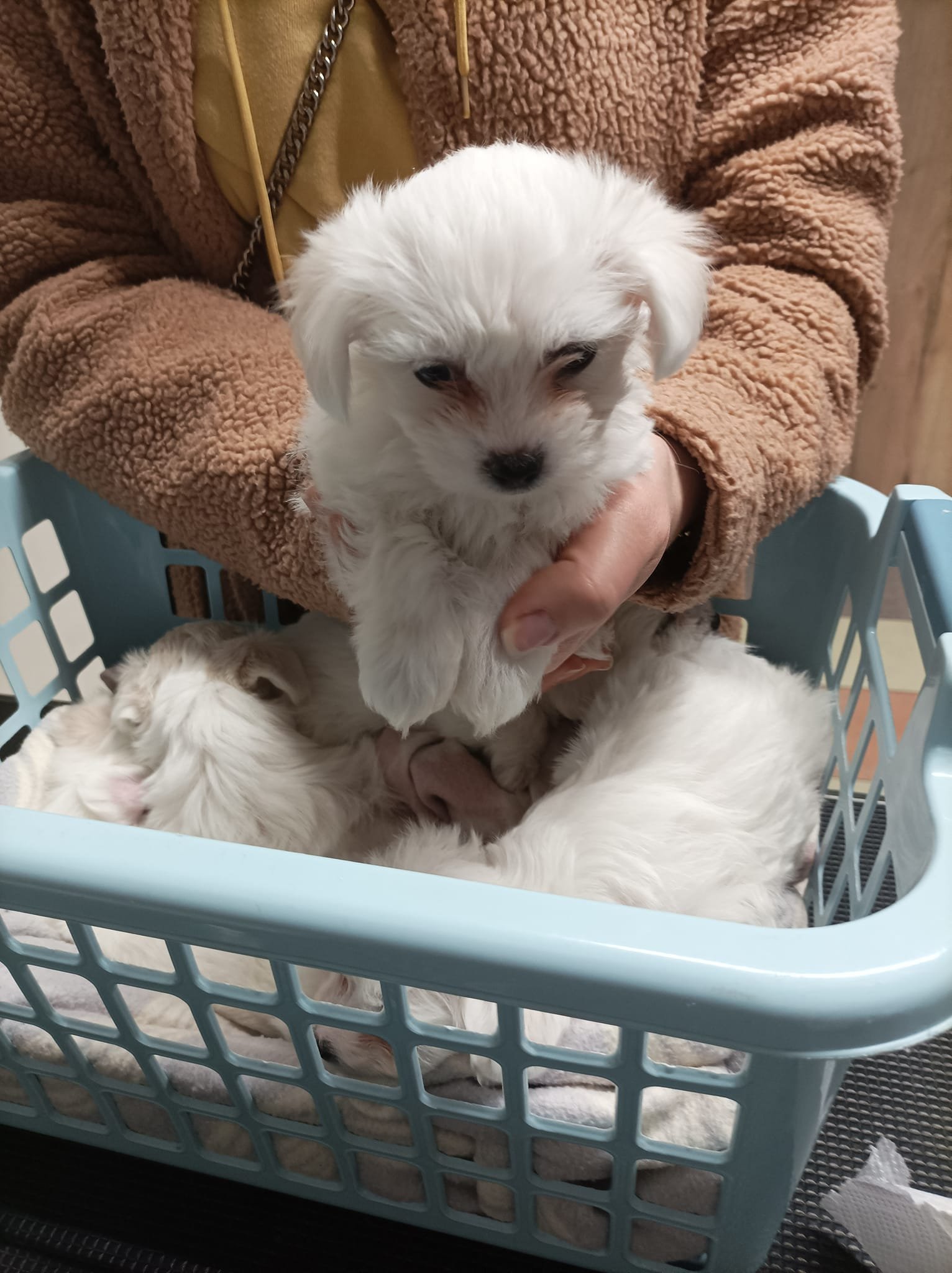 1739286700-chirurgia-ogolna